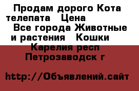  Продам дорого Кота-телепата › Цена ­ 4 500 000 - Все города Животные и растения » Кошки   . Карелия респ.,Петрозаводск г.